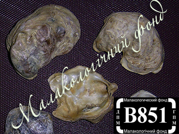 Ostrea edulis (Ostreidae)